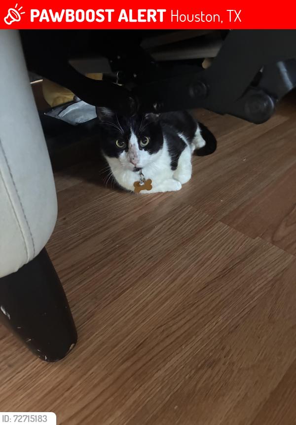 Lost Male Cat last seen Mill wheel , Houston, TX 77070