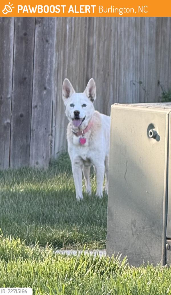 Found/Stray Unknown Dog last seen Trail 6, Burlington, NC 27215