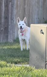 Found/Stray Unknown Dog last seen Trail 6, Burlington, NC 27215