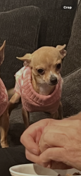 Lost Female Dog last seen Jefferson, Chula Vista, CA 91910