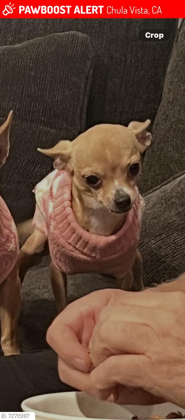 Lost Female Dog last seen Jefferson, Chula Vista, CA 91910