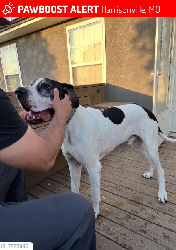 Lost Male Dog last seen Near s state Rt k harrisonville mo 64701, Harrisonville, MO 64701