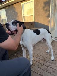 Lost Male Dog last seen Near s state Rt k harrisonville mo 64701, Harrisonville, MO 64701