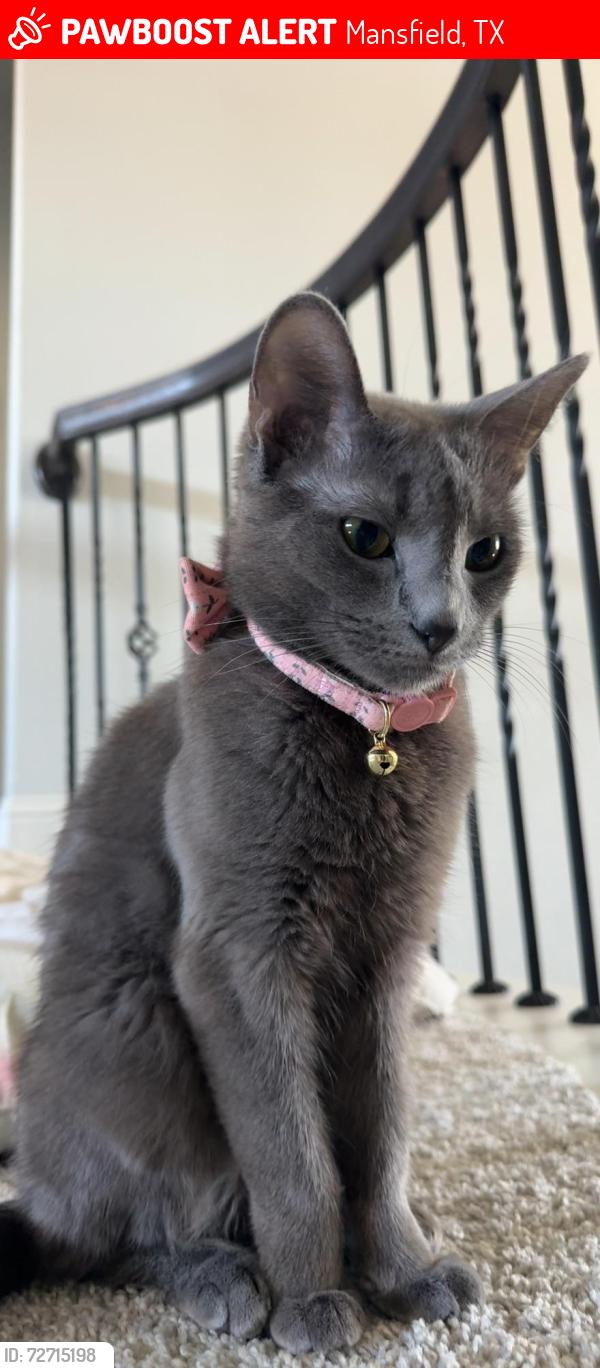 Lost Female Cat last seen In the neighborhood , Mansfield, TX 76063