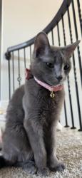 Lost Female Cat last seen In the neighborhood , Mansfield, TX 76063