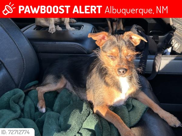 Lost Male Dog last seen Route 66, Albuquerque, NM 87110