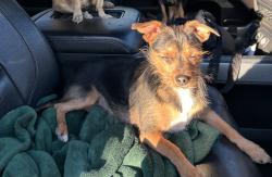 Lost Male Dog last seen Route 66, Albuquerque, NM 87110