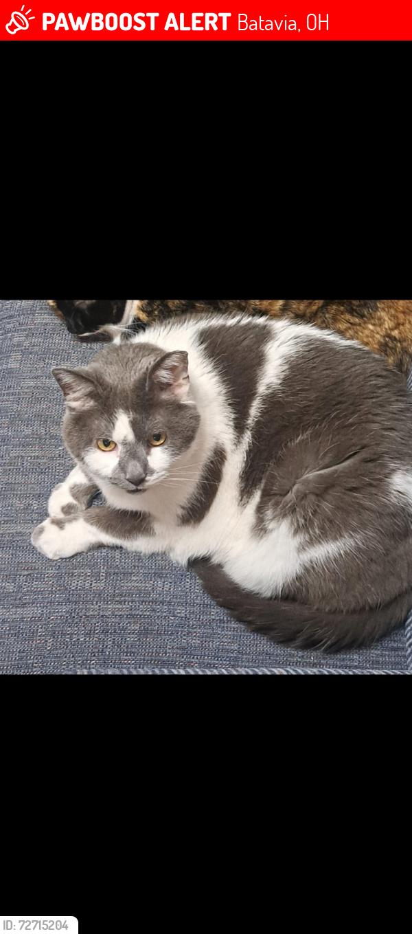 Lost Male Cat last seen Belfast owensville , Batavia, OH 45103