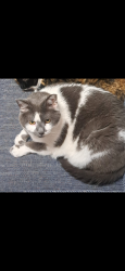 Lost Male Cat last seen Belfast owensville , Batavia, OH 45103