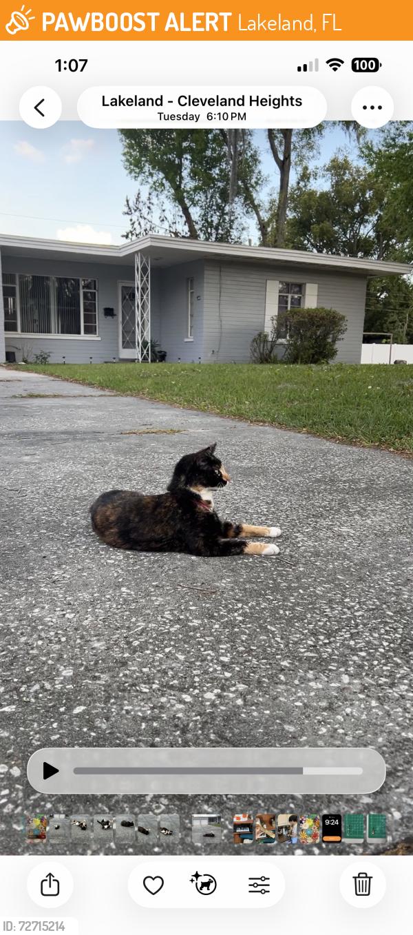 Found/Stray Unknown Cat last seen Cambridge between Chester & Chatham Lakeland FL 33803, Lakeland, FL 33803