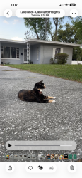 Found/Stray Unknown Cat last seen Cambridge between Chester & Chatham Lakeland FL 33803, Lakeland, FL 33803