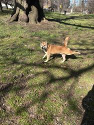 Found/Stray Male Dog last seen Near Wissahickon Ave , cloverly park , Philadelphia, PA 19144