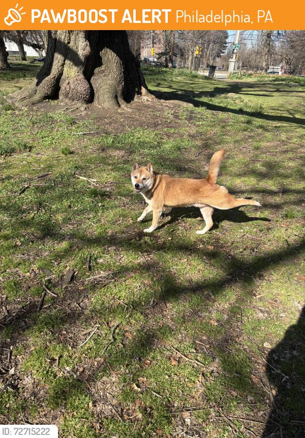 Found/Stray Male Dog last seen Near Wissahickon Ave , cloverly park , Philadelphia, PA 19144