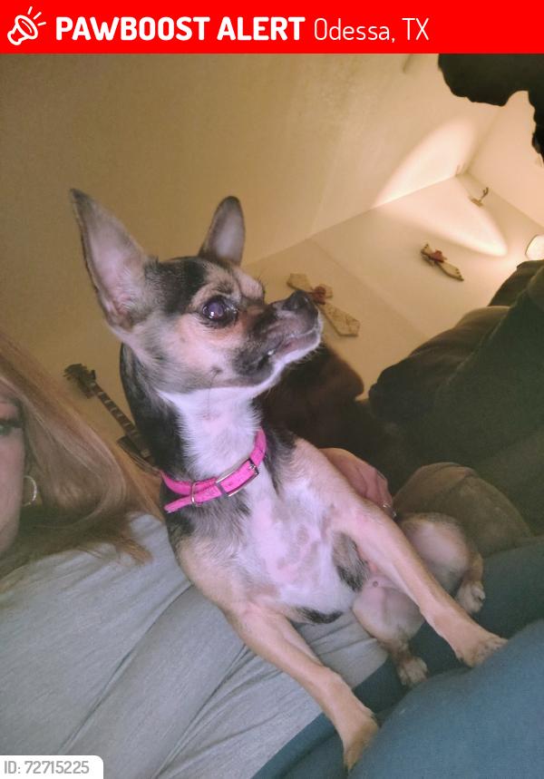 Lost Female Dog last seen West odessa, Odessa, TX 79761
