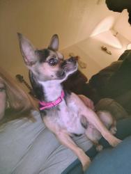 Lost Female Dog last seen West odessa, Odessa, TX 79761