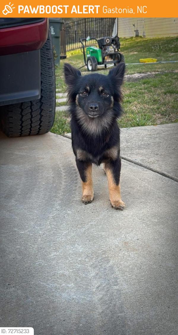 Found/Stray Female Dog last seen Huffstetler Rd. Also seen near El Patron on south new hope, Gastonia, NC 28056