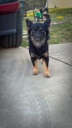 Found/Stray Female Dog last seen Huffstetler Rd. Also seen near El Patron on south new hope, Gastonia, NC 28056