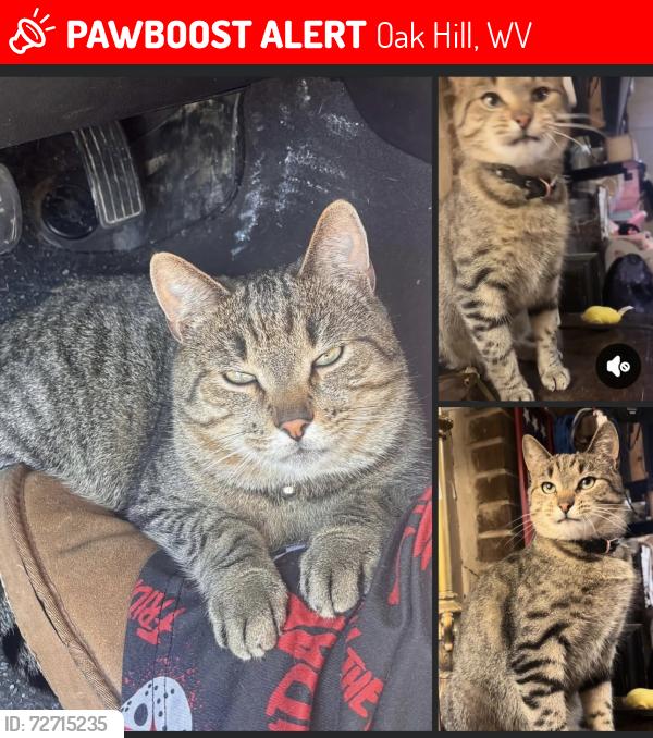 Lost Male Cat last seen Terry Ave, Butler Street , Oak Hill, WV 25901