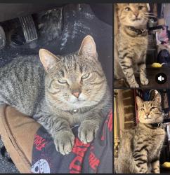 Lost Male Cat last seen Terry Ave, Butler Street , Oak Hill, WV 25901