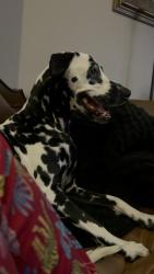 Found/Stray Female Dog last seen Alberta and Jackson, Edinburg, TX 78539