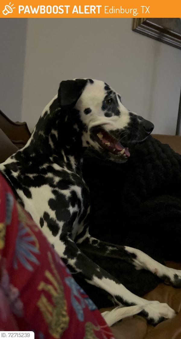 Found/Stray Female Dog last seen Alberta and Jackson, Edinburg, TX 78539