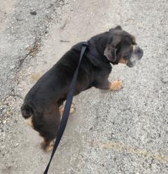 Found/Stray Male Dog last seen S W W White Road & Mary Helen Dr., San Antonio, TX 78222