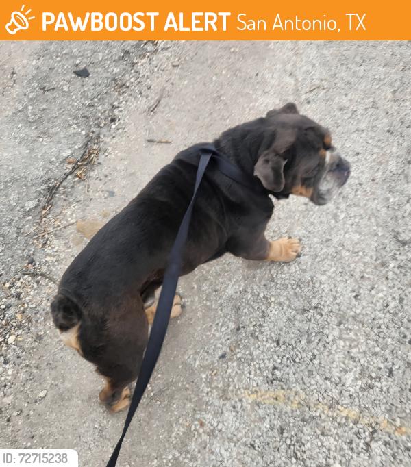 Found/Stray Male Dog last seen S W W White Road & Mary Helen Dr., San Antonio, TX 78222
