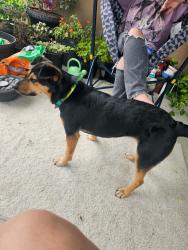 Lost Female Dog last seen Normandy off ramp, Jacksonville, FL 32221