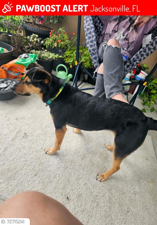 Lost Female Dog last seen Normandy off ramp, Jacksonville, FL 32221