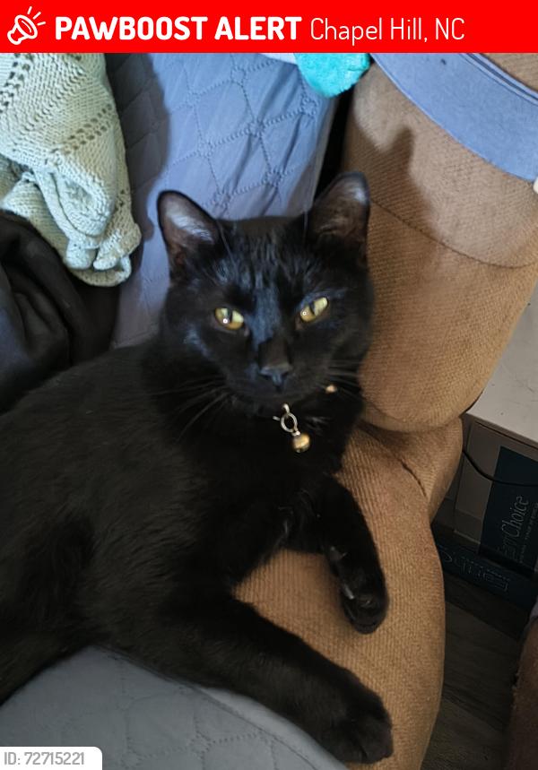 Lost Male Cat last seen Greensboro Rd and Crawford dairy , Chapel Hill, NC 27516