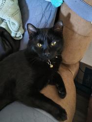 Lost Male Cat last seen Greensboro Rd and Crawford dairy , Chapel Hill, NC 27516