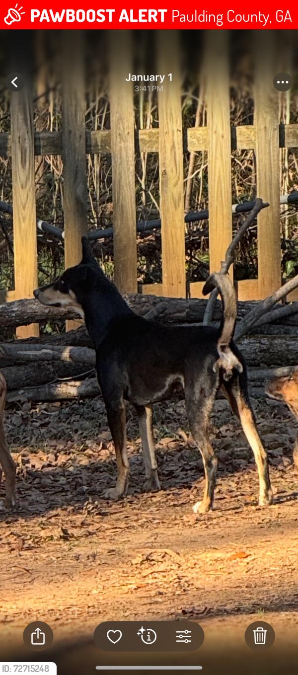 Lost Female Dog last seen New macland road, Paulding County, GA 30127