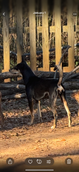 Lost Female Dog last seen New macland road, Paulding County, GA 30127