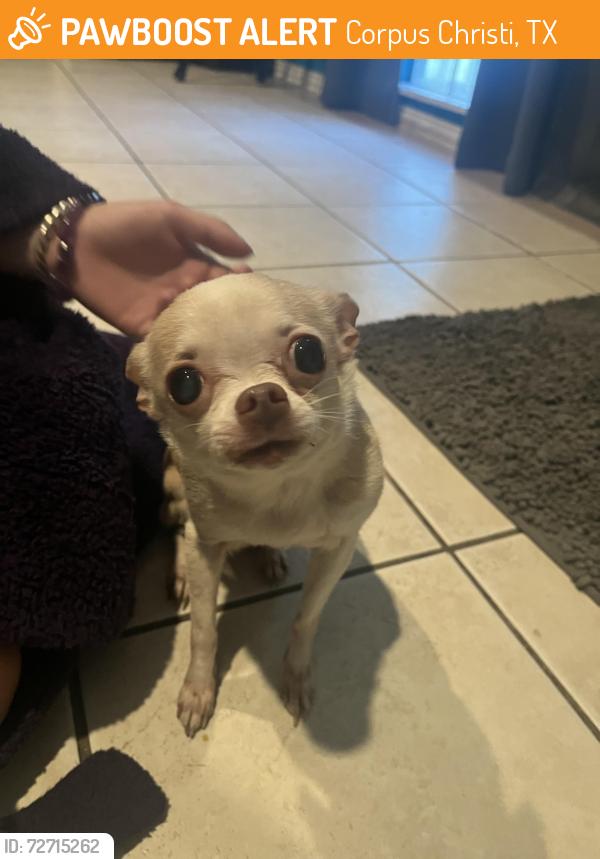 Found/Stray Unknown Dog last seen Horne rd, Corpus Christi, TX 78415