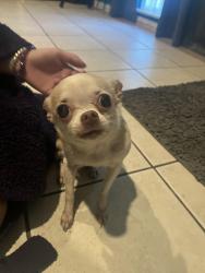 Found/Stray Unknown Dog last seen Horne rd, Corpus Christi, TX 78415
