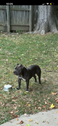 Lost Female Dog last seen Washtenaw & peerless , Harper Woods, MI 48225
