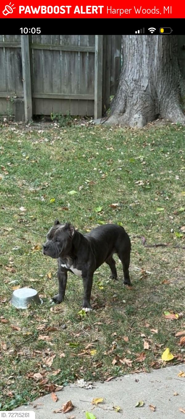 Lost Female Dog last seen Washtenaw & peerless , Harper Woods, MI 48225