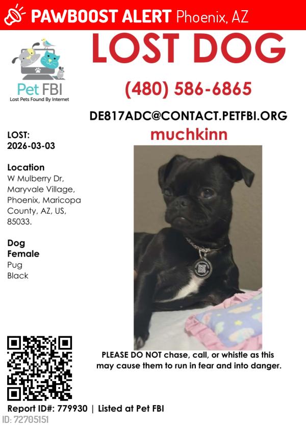 Lost Female Dog last seen Near W mulberry, Phoenix, AZ 85033