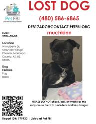 Lost Female Dog last seen Near W mulberry, Phoenix, AZ 85033