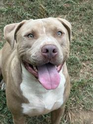 Lost Male Dog last seen Mcclendon drive, Ragland, AL 35131