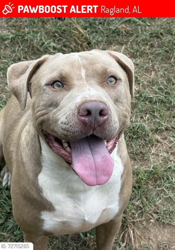 Lost Male Dog last seen Mcclendon drive, Ragland, AL 35131
