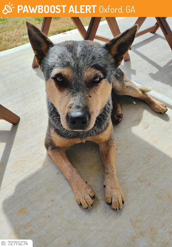 Found/Stray Male Dog last seen Near Johnson Rd Oxford GA , Oxford, GA 30054