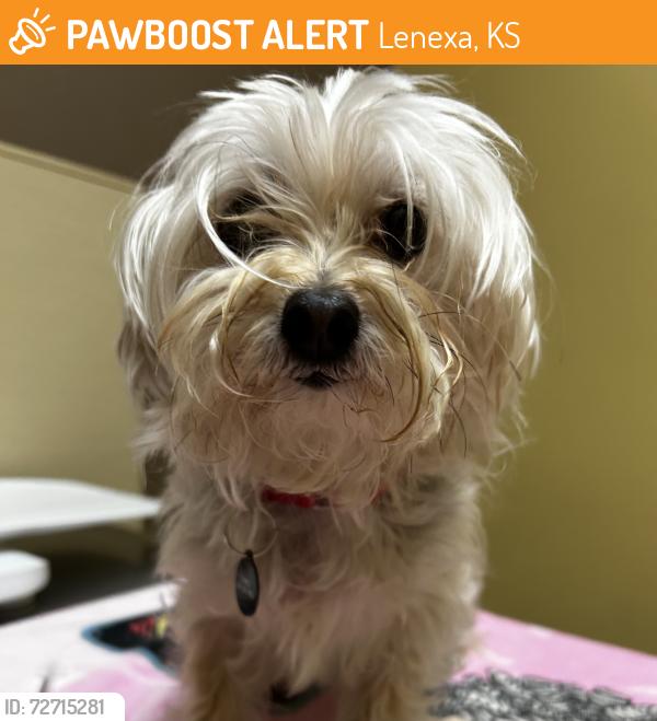 Found/Stray Female Dog last seen Near Pflumm Ct, Lenexa, KS 66215