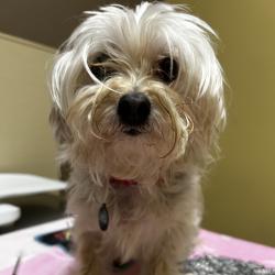 Found/Stray Female Dog last seen Near Pflumm Ct, Lenexa, KS 66215