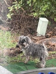 Found/Stray Unknown Dog last seen Sunset Shores community, Miami, FL 33183