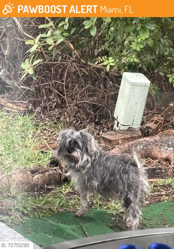 Found/Stray Unknown Dog last seen Sunset Shores community, Miami, FL 33183