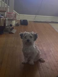Lost Male Dog last seen Near north Euclid ave, St. Louis, MO 63115