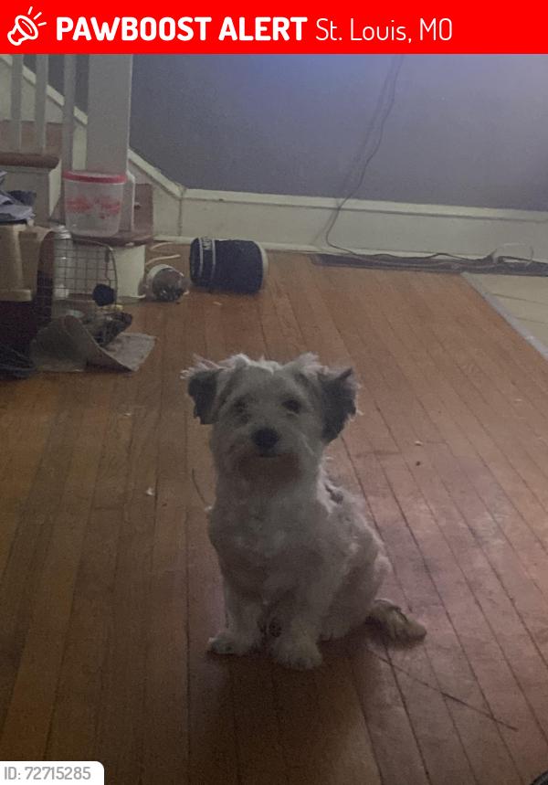 Lost Male Dog last seen Near north Euclid ave, St. Louis, MO 63115