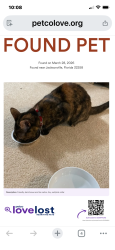 Found/Stray Unknown Cat last seen Arrowood Community/Bartram Park, Jacksonville, FL 32258