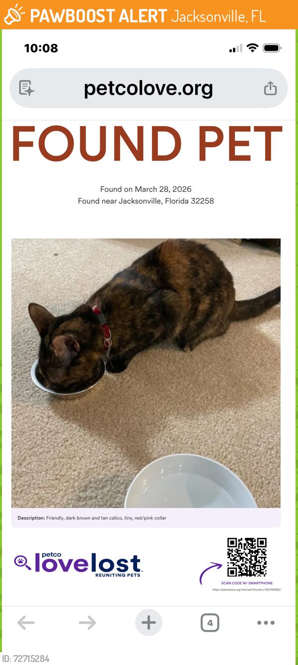 Found/Stray Unknown Cat last seen Arrowood Community/Bartram Park, Jacksonville, FL 32258